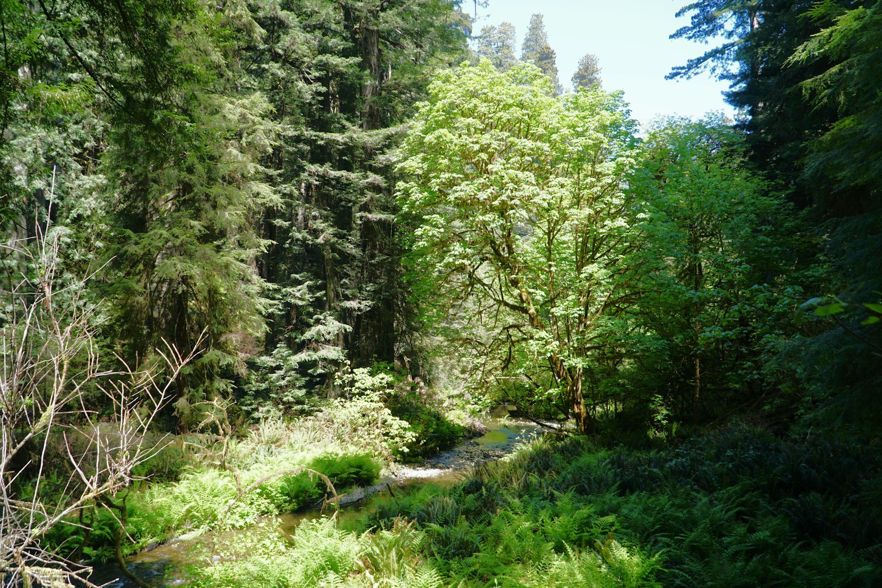 A sunlit stream flowing through lush woodland